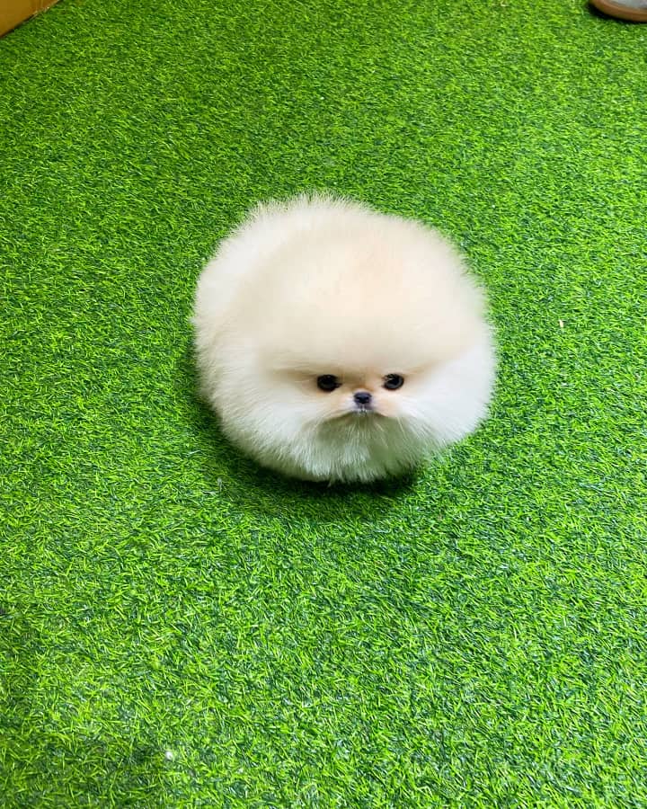Male Pomeranian puppy Mimi for sale