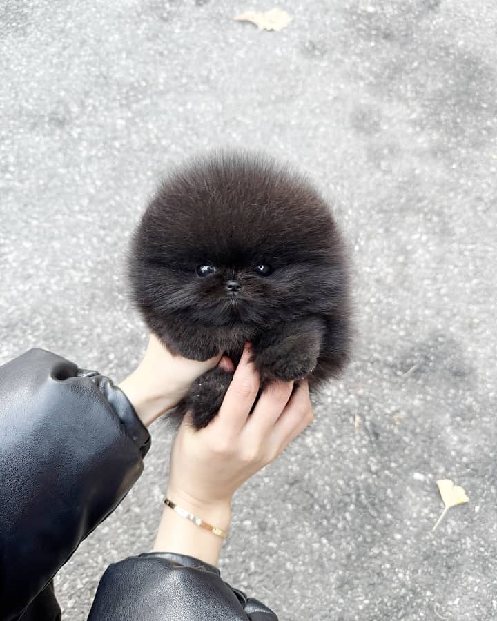 Male Pomeranian puppy Tati for sale