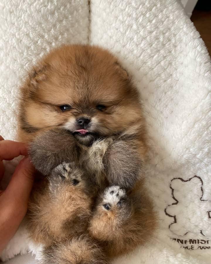 Male Pomeranian puppy Lily for sale